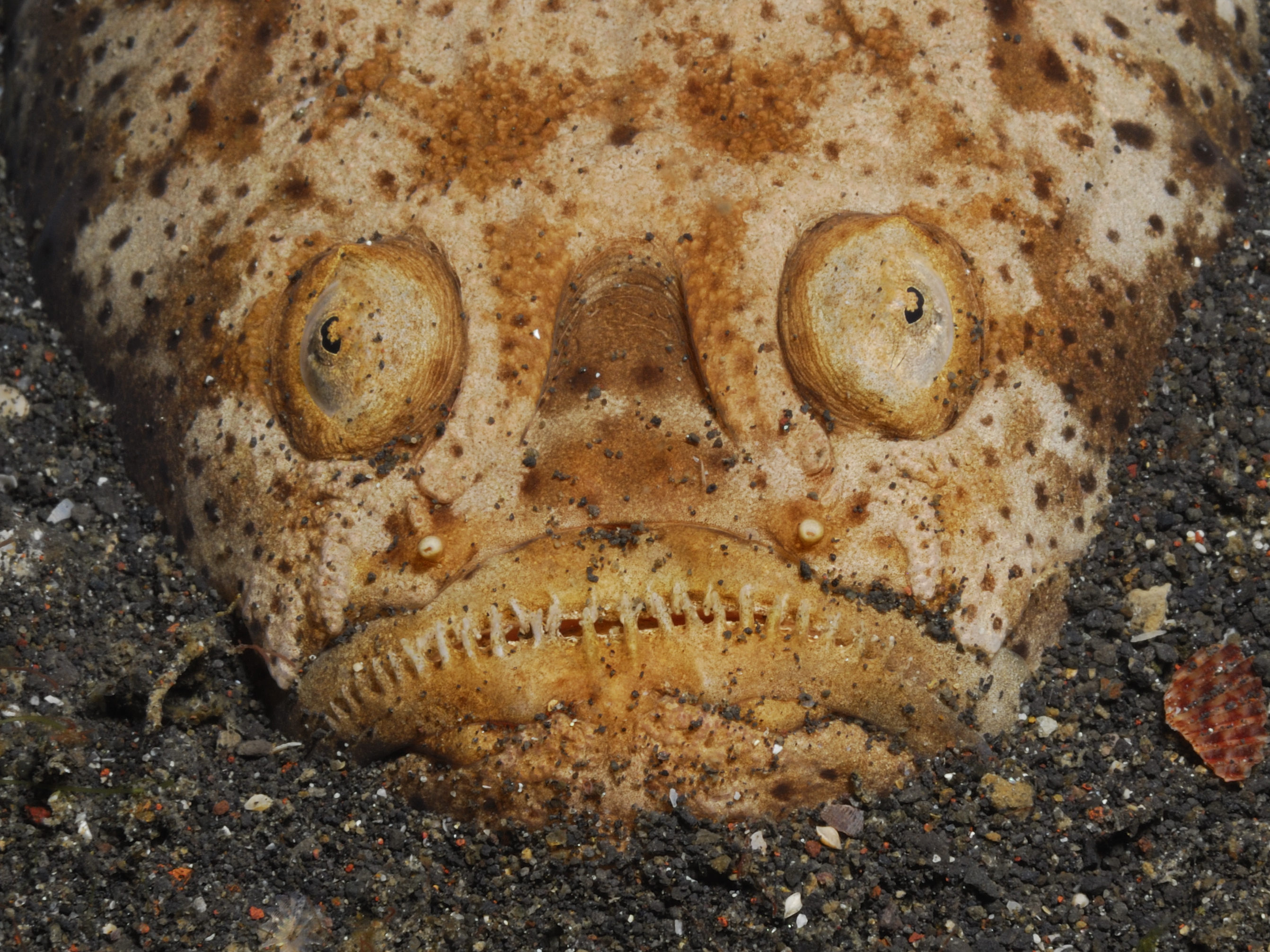 Eight Ugliest Ocean Creatures • Scuba Diver Life