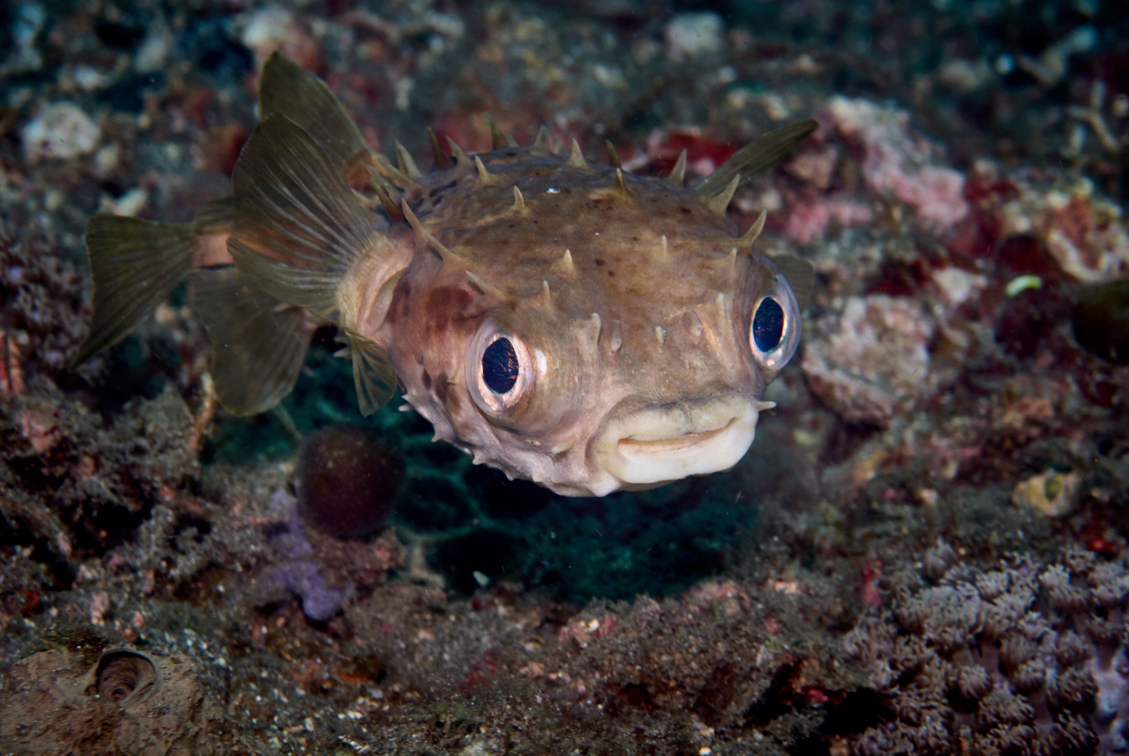 Ten Cutest Underwater Animals • Scuba Diver Life