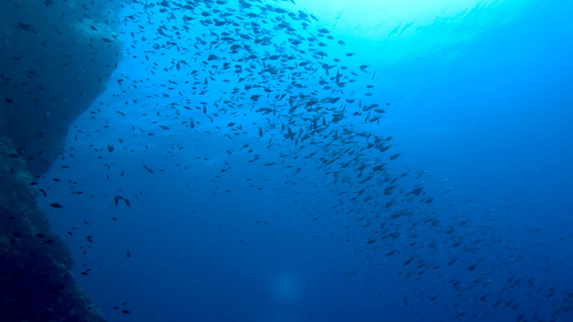 Diving trips around Split area Venus Diving Center