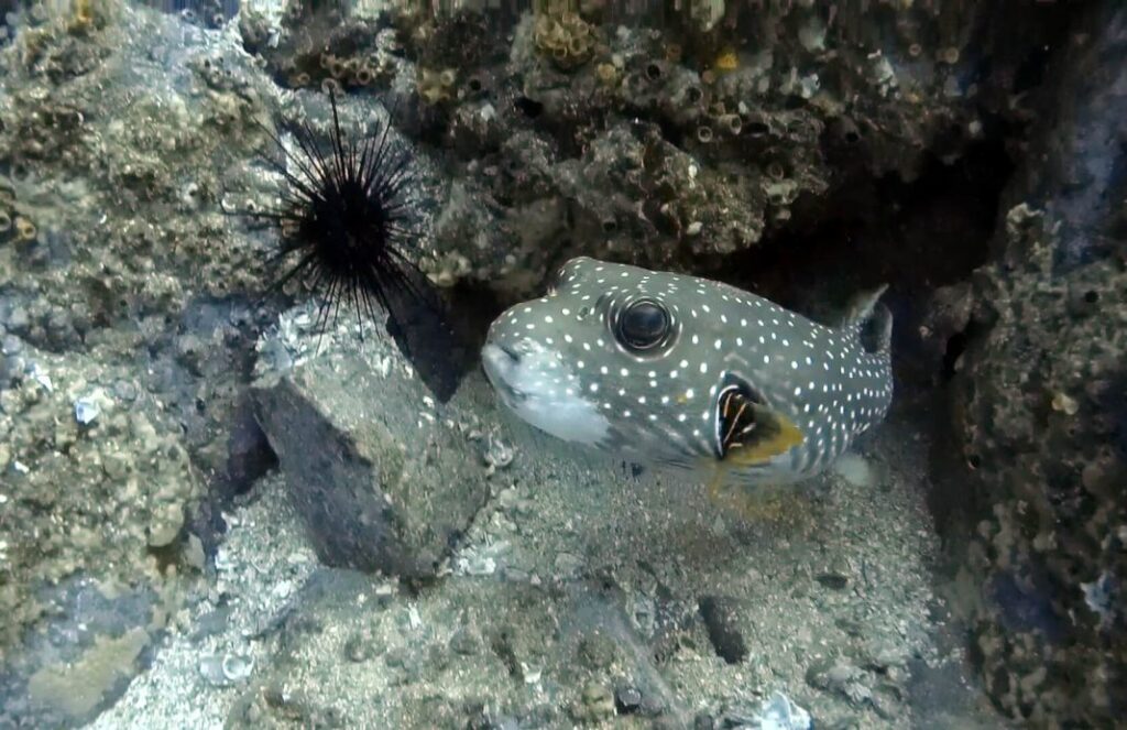 The most poisonous fish Pufferfish Scuba Diving Corner