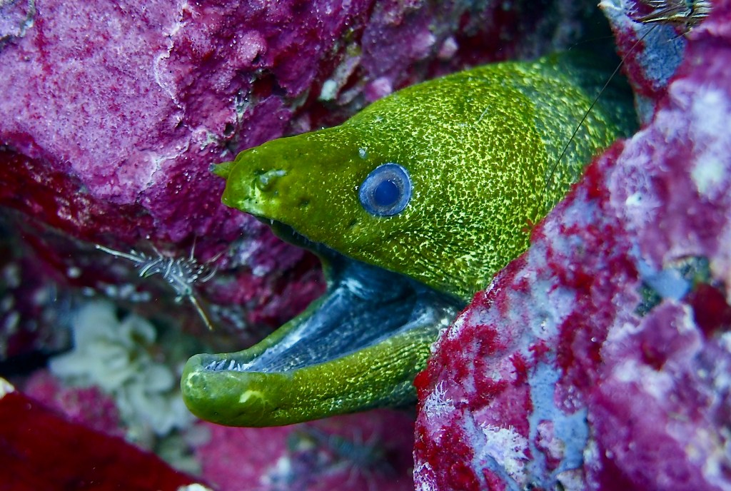 Wildlife Wednesday Moray Eel Scuba Hank NYC