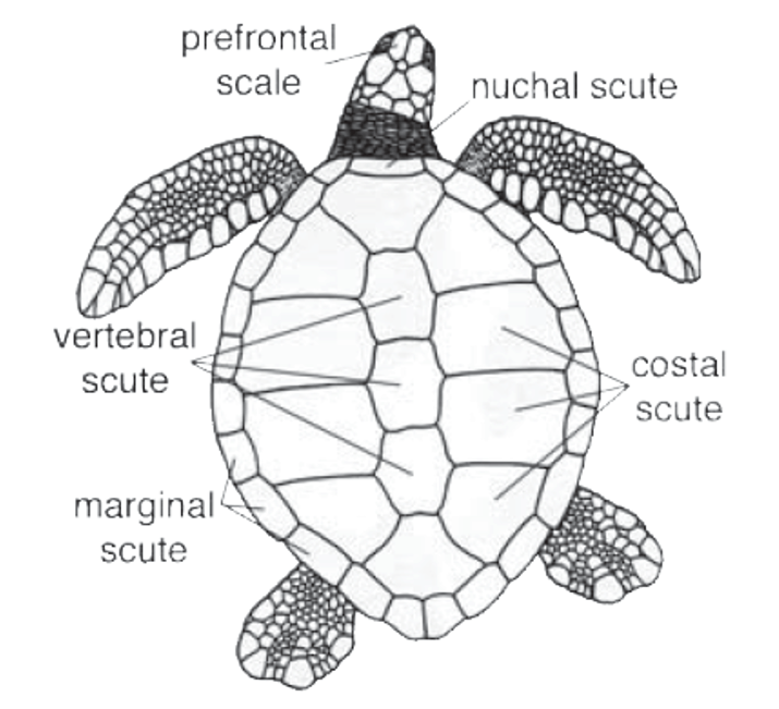 Sea Turtles Roberta's Scuba Shack