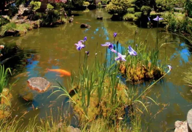 4 Useful Tips to Keep Pond Water Clean for Your Fish
