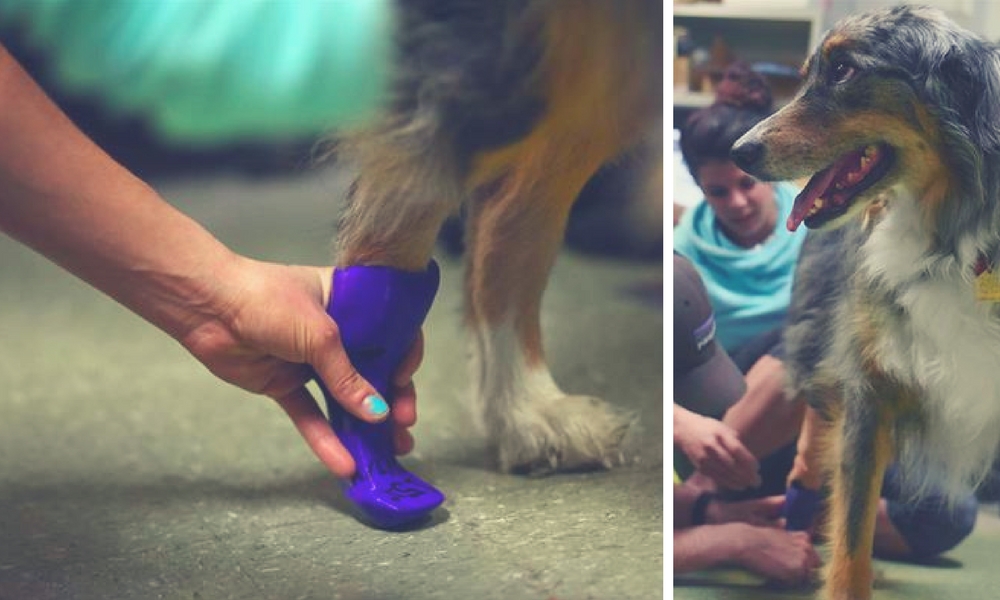 3D Printed Prosthetics 8 Incredible Animal Prostheses