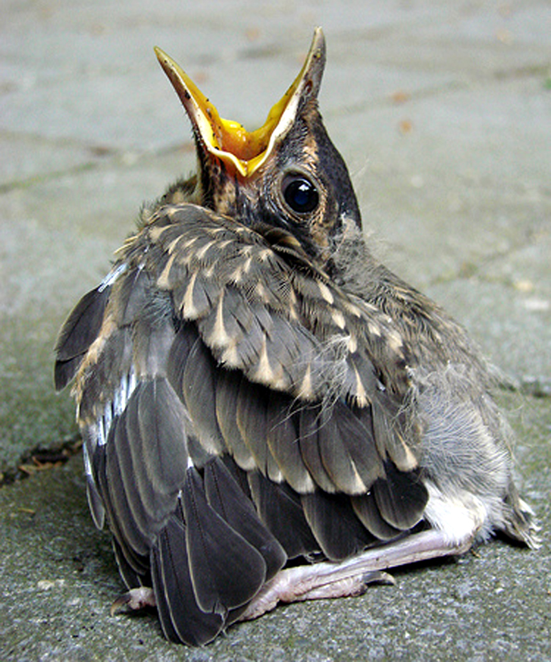 Don’t ‘Rescue’ Baby Birds 03062014