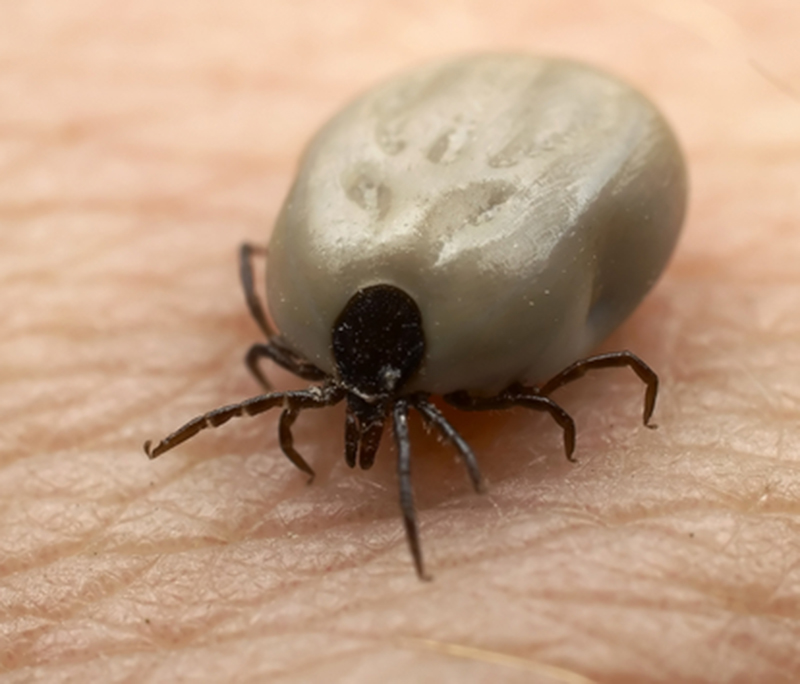 Ticked Off Dogs 06142015