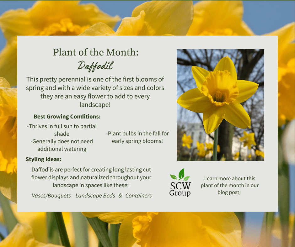 Daffodil Care Guide How to Add These Pretty Perennials to Your