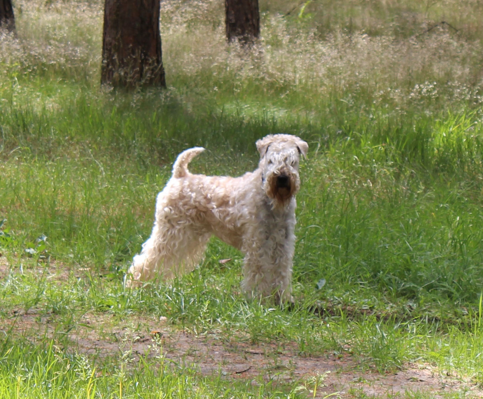 Health Overview Soft Coated Wheaten Terrier Club of America