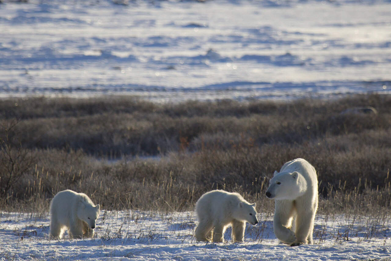 What Do Polar Bears Eat In Tundra