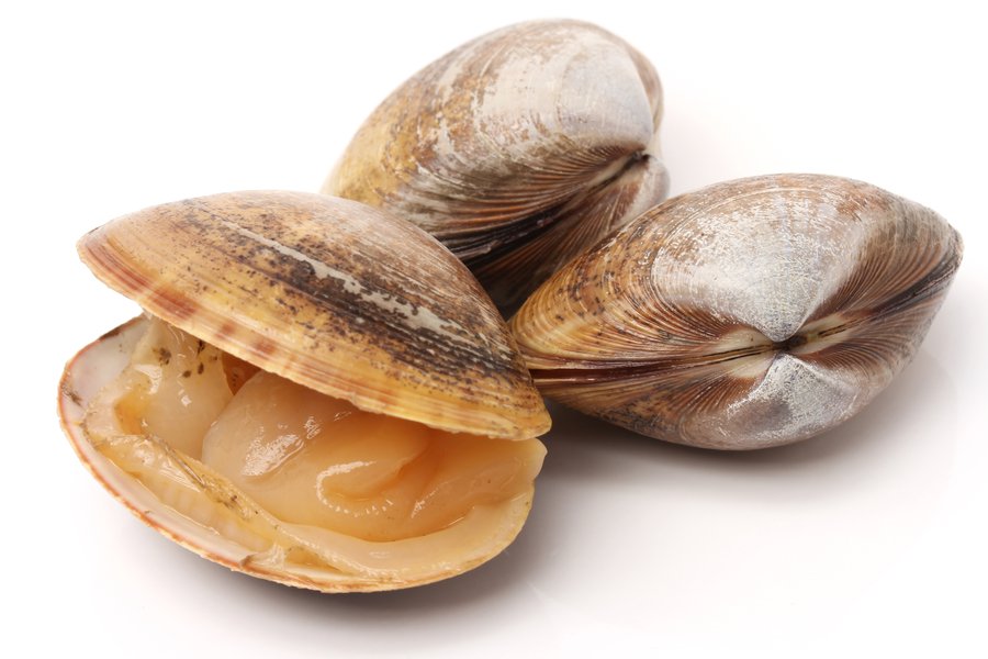 Shellfish in Spanish English to Spanish Translation