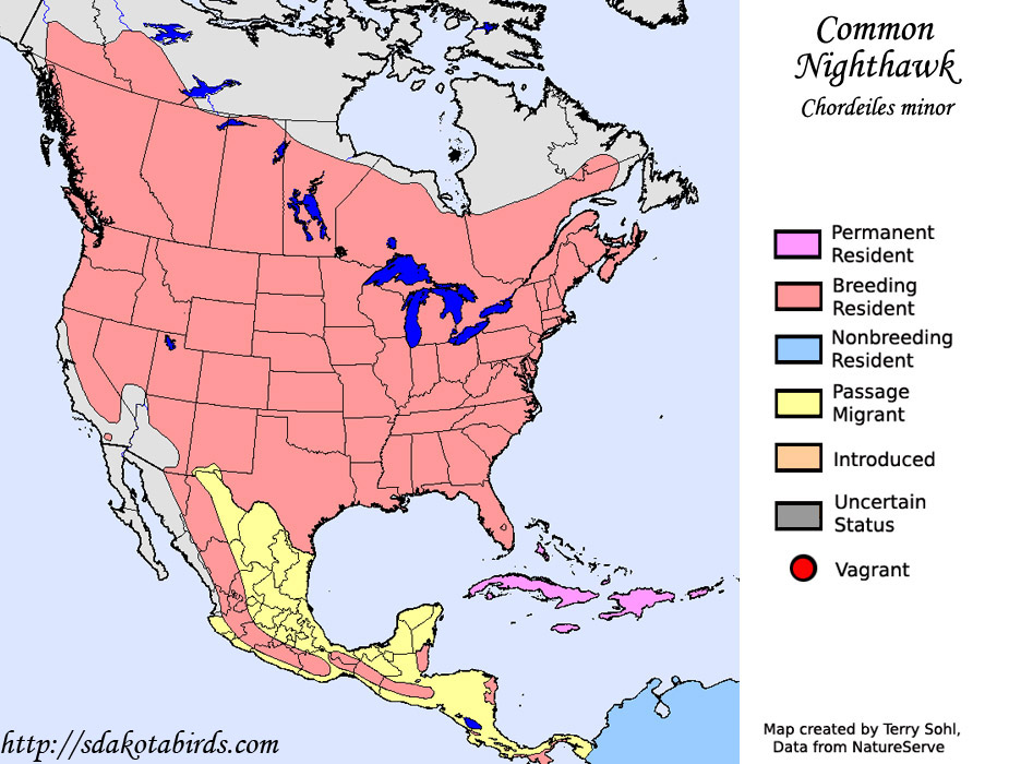 Common Nighthawk Species Range Map