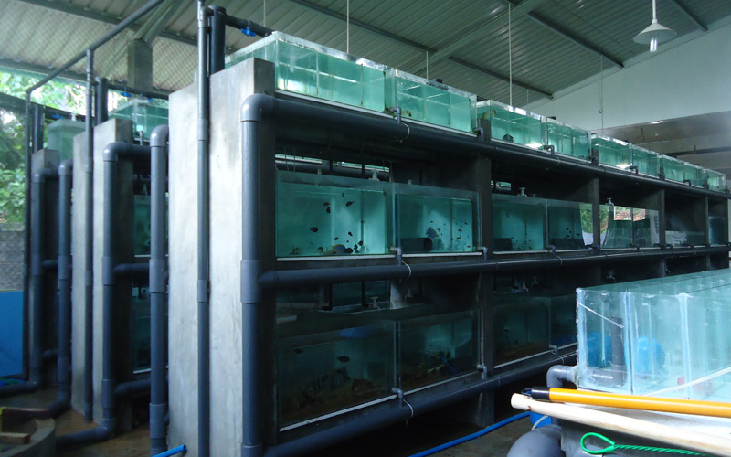  Image Gallery Tropical Fish, Aquatic Plants Exporters in Sri Lanka