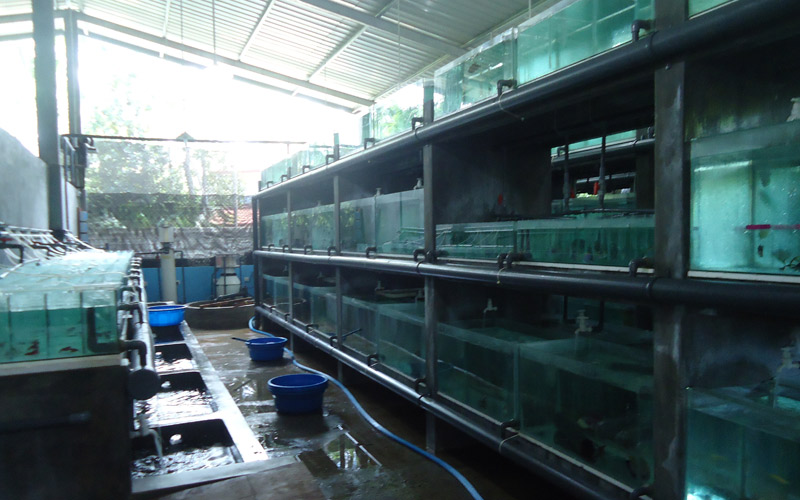  Image Gallery Tropical Fish, Aquatic Plants Exporters in Sri Lanka