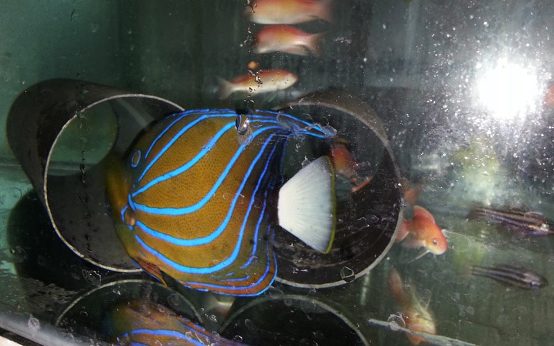  Image Gallery Tropical Fish, Aquatic Plants Exporters in Sri Lanka