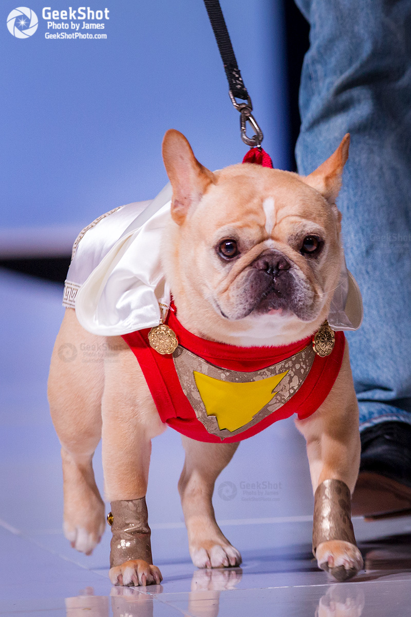 Her Universe Fashion Show 2023 Dog The Her Universe Fashion Show 2018 Owned The Runway – And Our Hearts – At San Diego Comic-Con 2018 | San Diego Comic-Con Unofficial Blog
