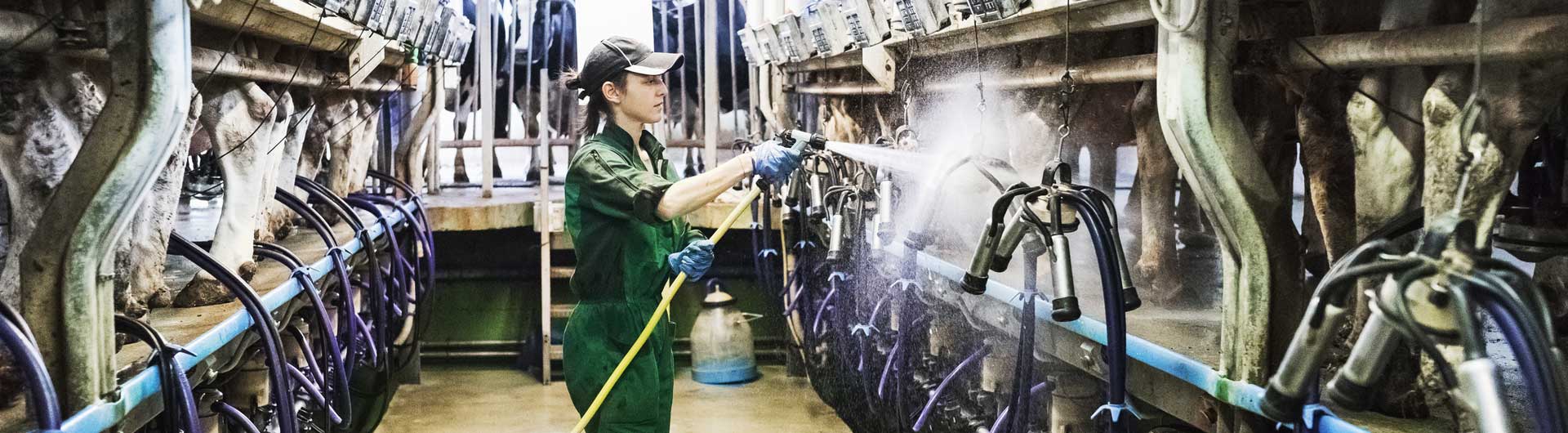 Livestock Hygiene S & D