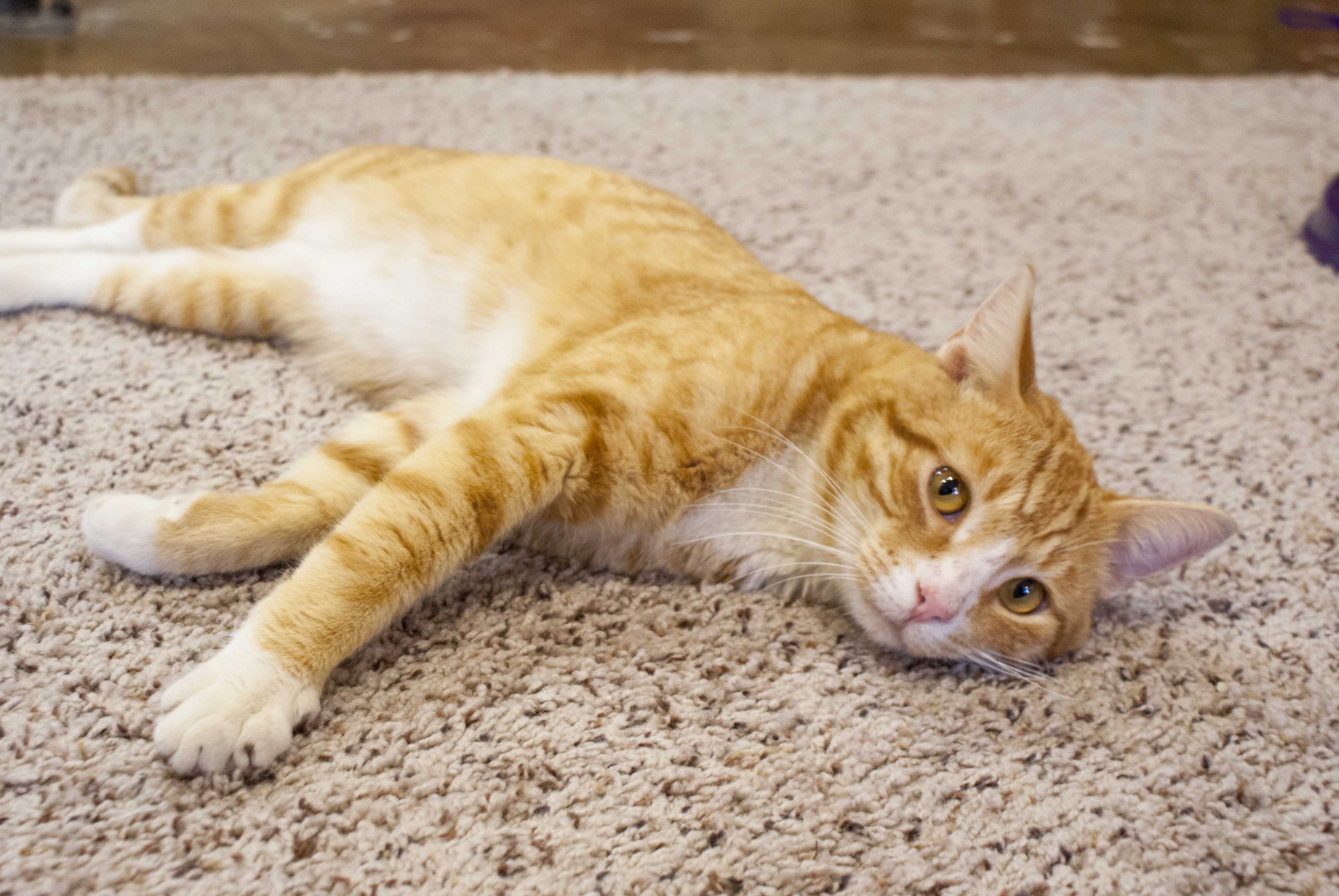 Student Eats Cat Café opens in the Gaslamp City Times