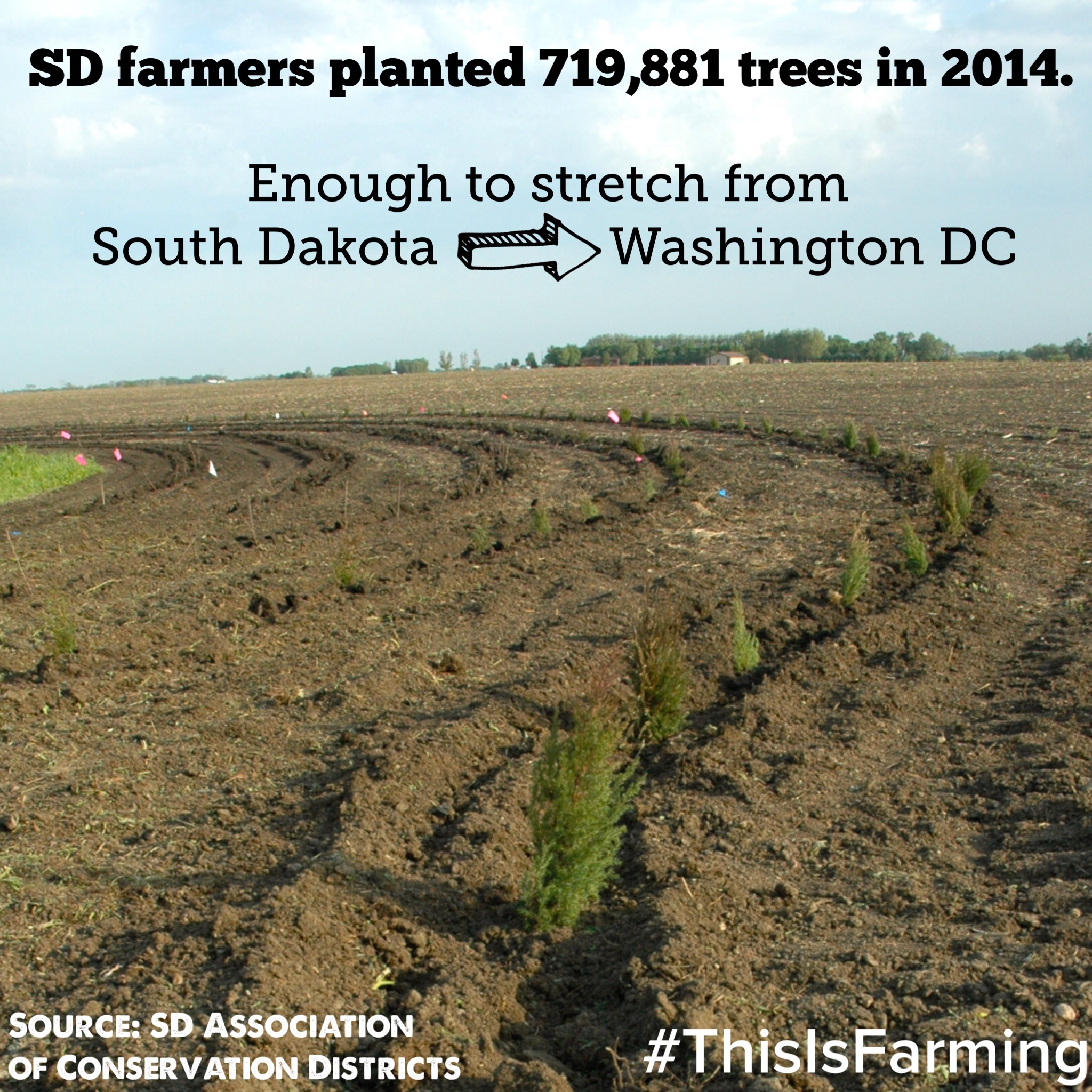 SD farmers planted 719,881 trees in ‘14 South Dakota Corn