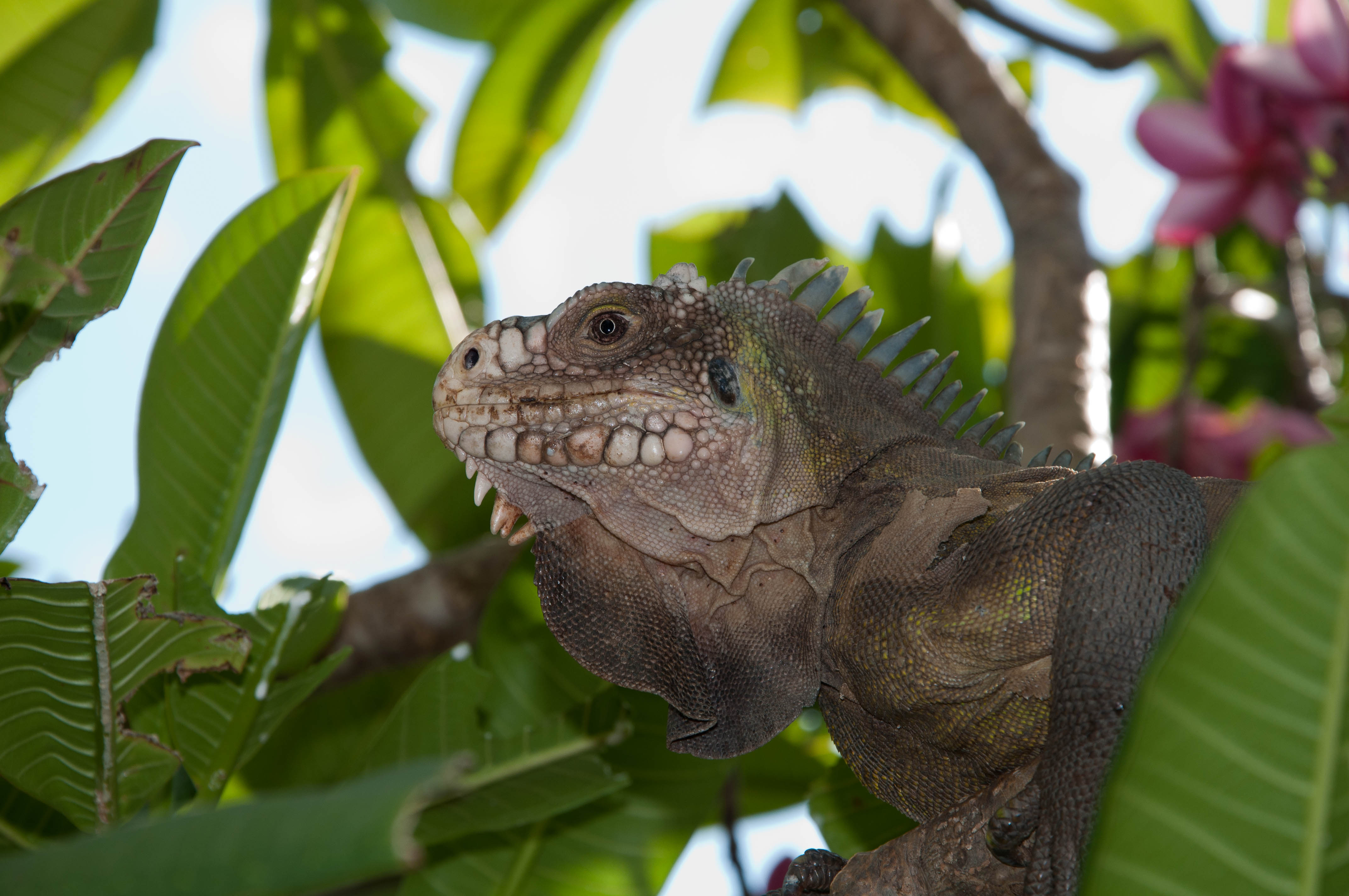 Iguana delicatissima Stichting Doelgroep Groene Leguanen