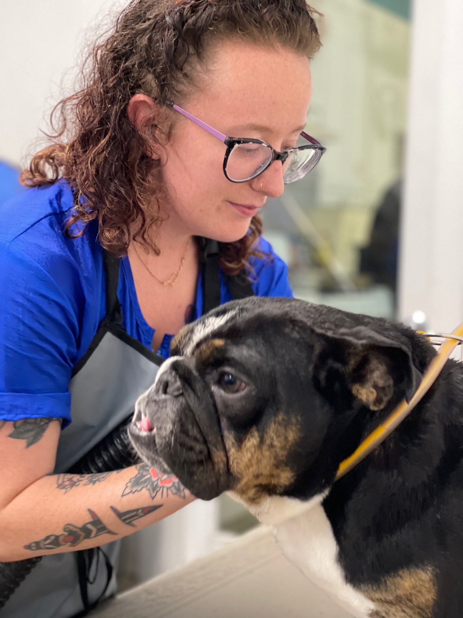 Student Grooming San Diego Grooming Academy