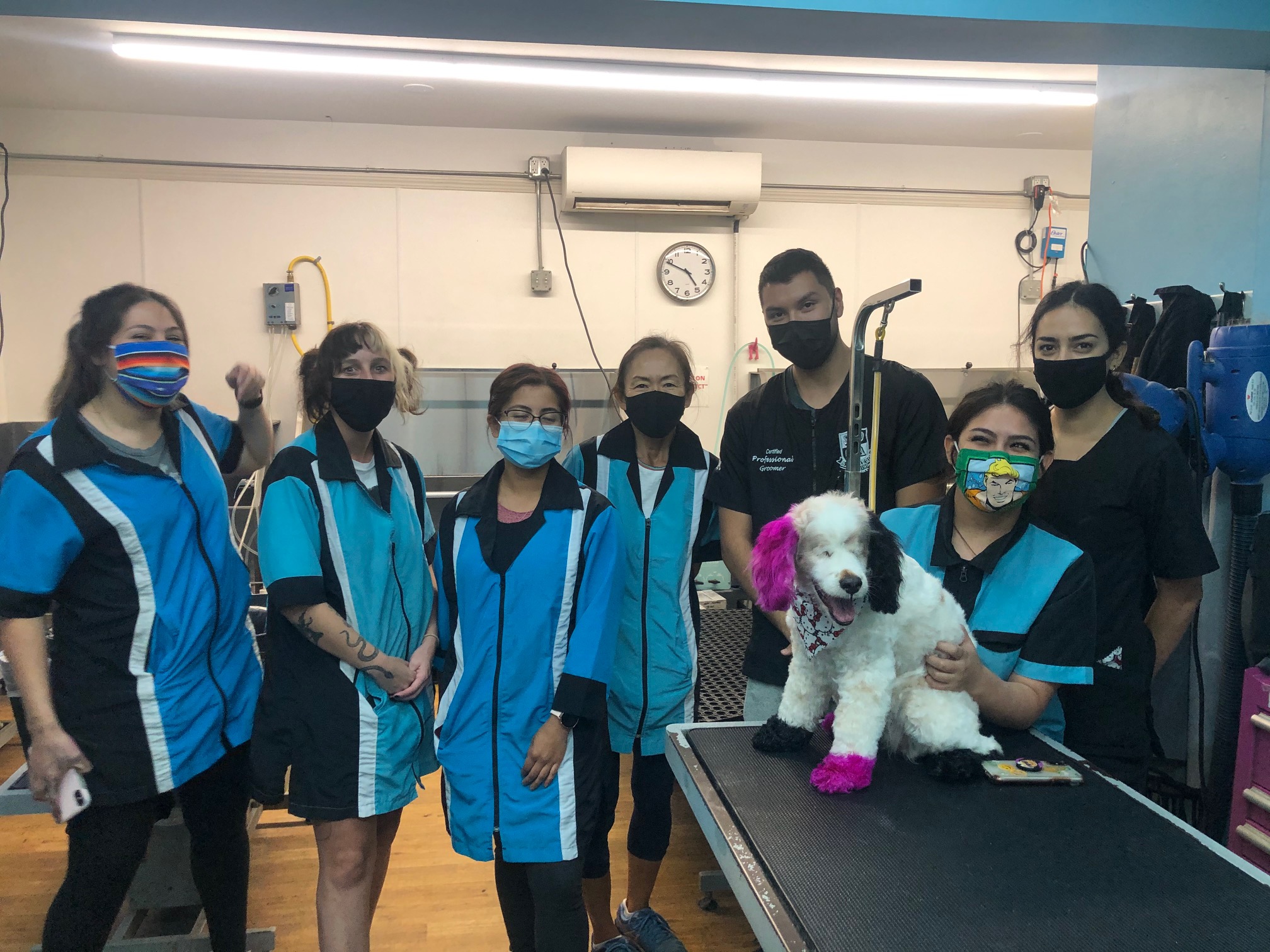 Student Grooming San Diego Grooming Academy