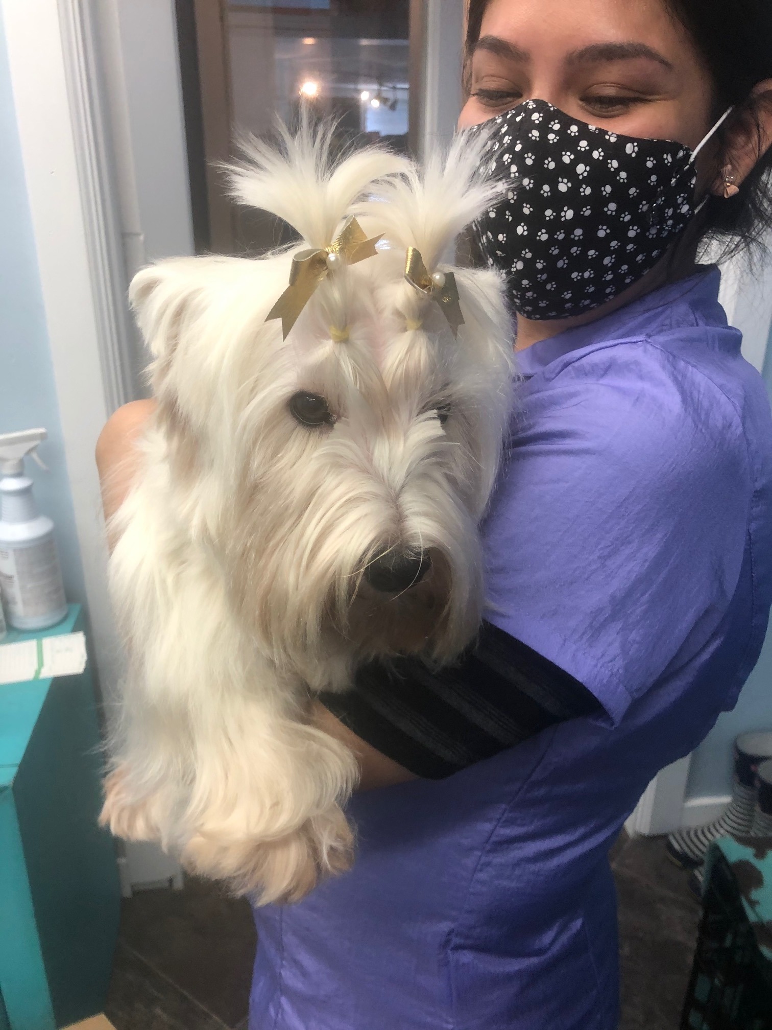 Student Grooming San Diego Grooming Academy