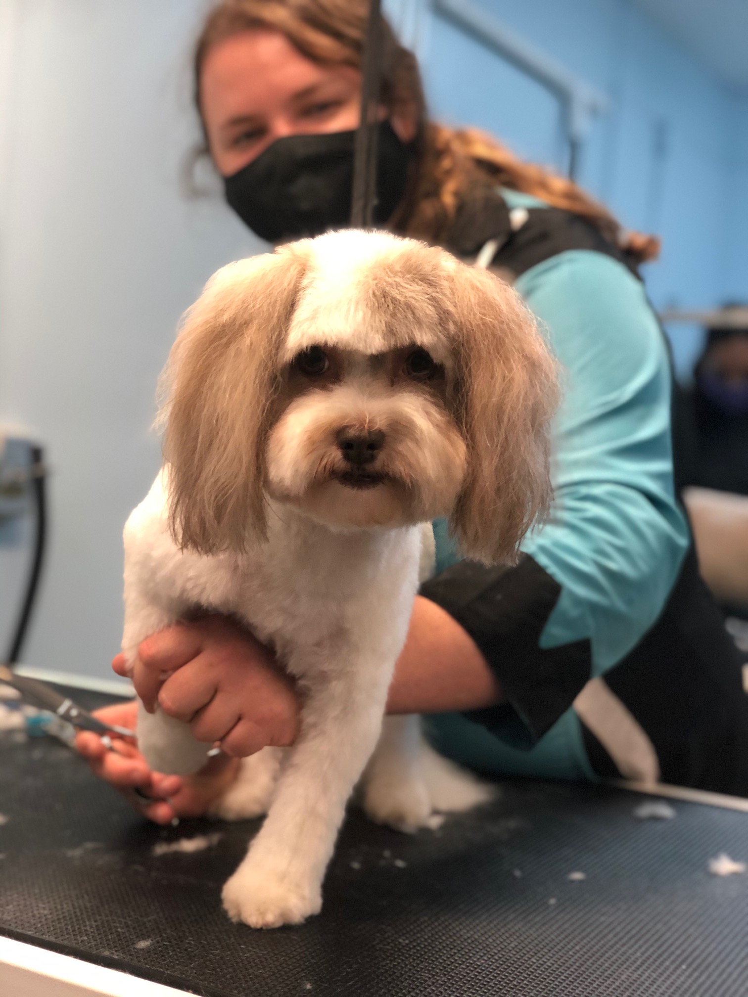 Student Grooming San Diego Grooming Academy