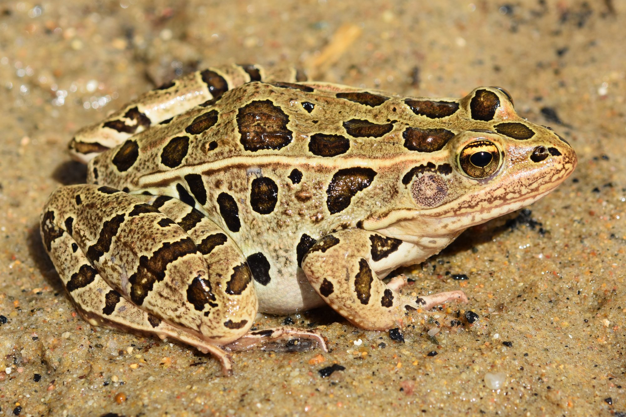 Northern Leopard Frog (Rana pipiens) Amphibians and Reptiles of South