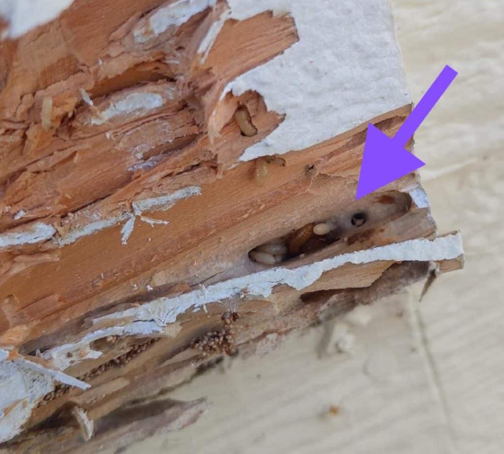 All About Dry Wood Termites The Real Estate Inspection Company