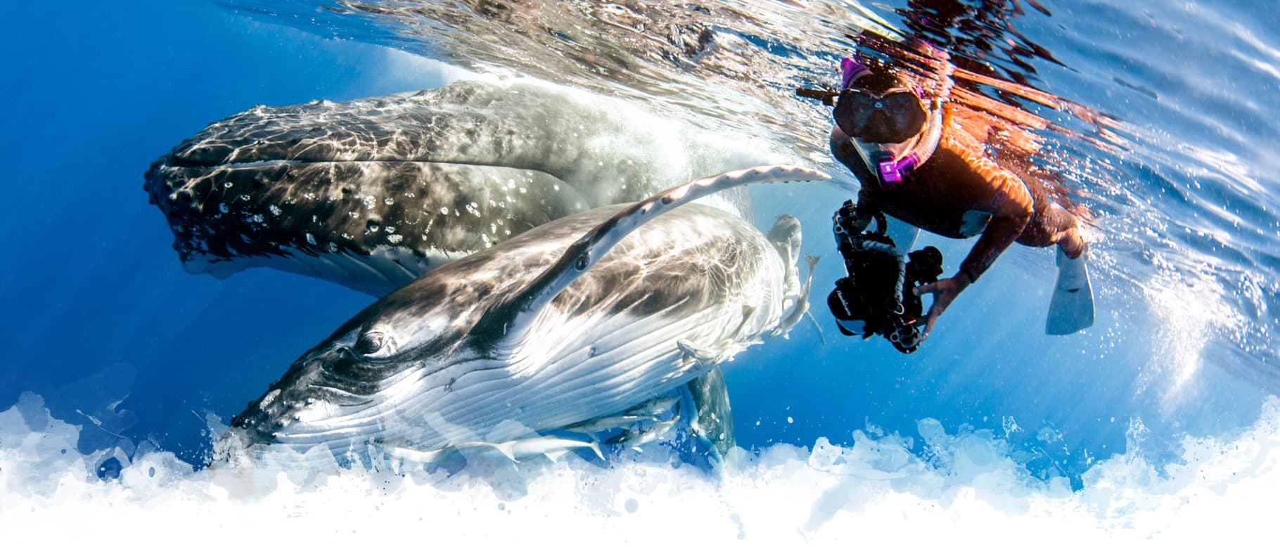 datesmain Scuba Diver Life Expeditions