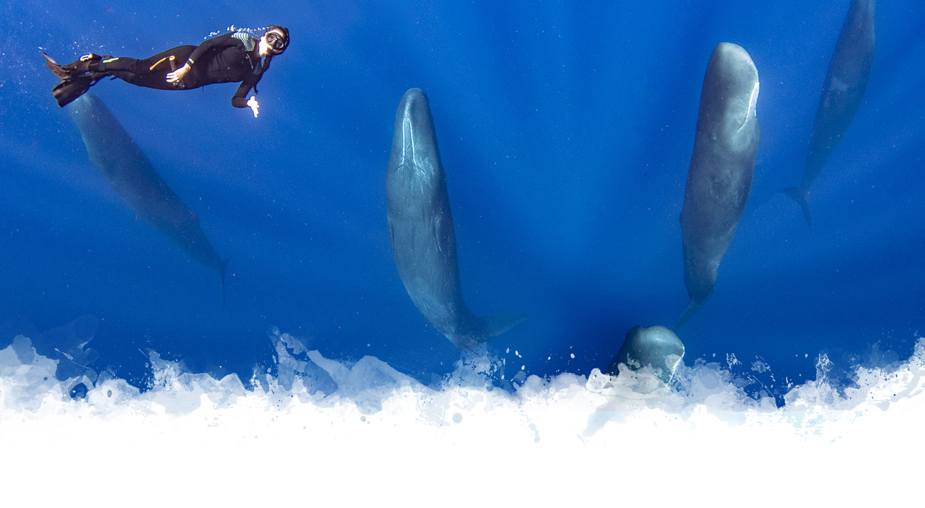 sperm Scuba Diver Life Expeditions