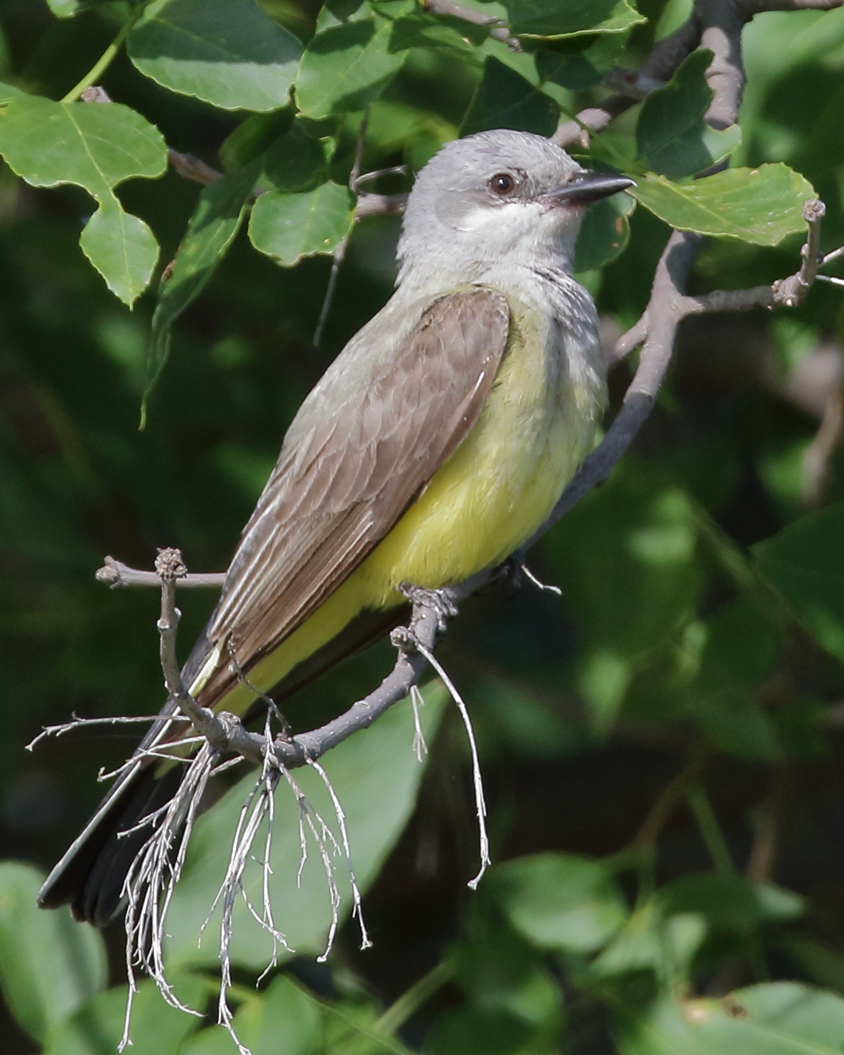 Birds of South Dakota