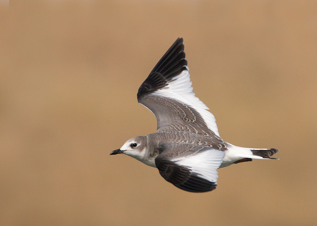 Birds of South Dakota