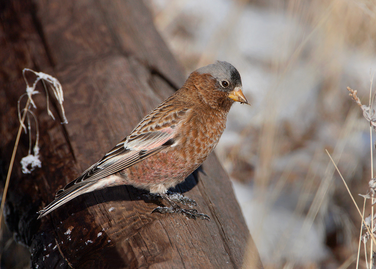 Birds of South Dakota