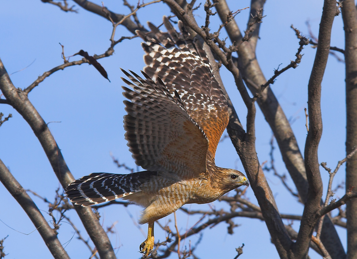 Birds of South Dakota