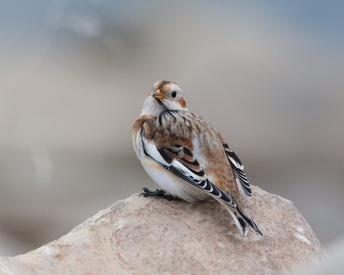 Birds of South Dakota