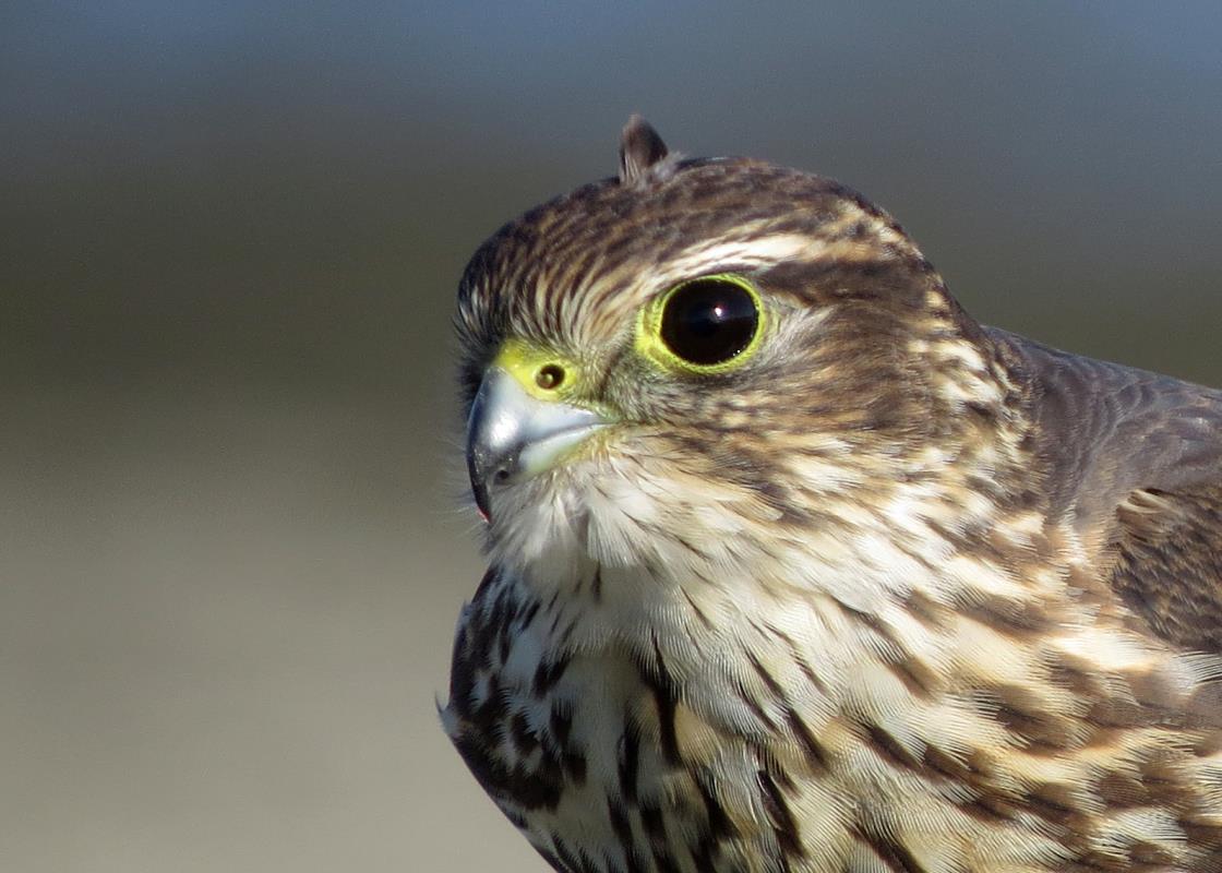 Birds of South Dakota
