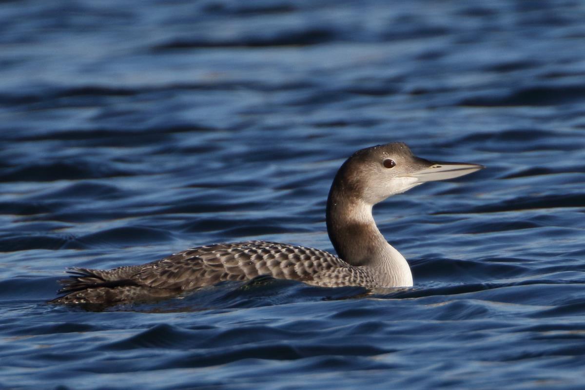 Birds of South Dakota