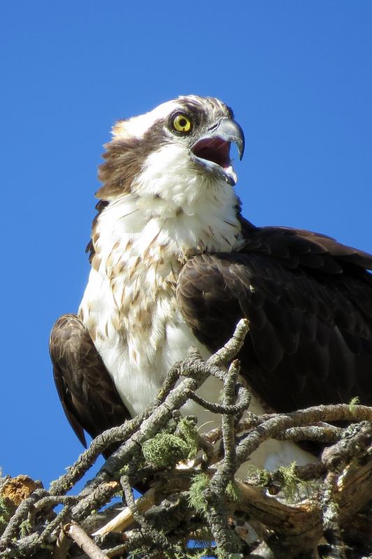 Birds of South Dakota