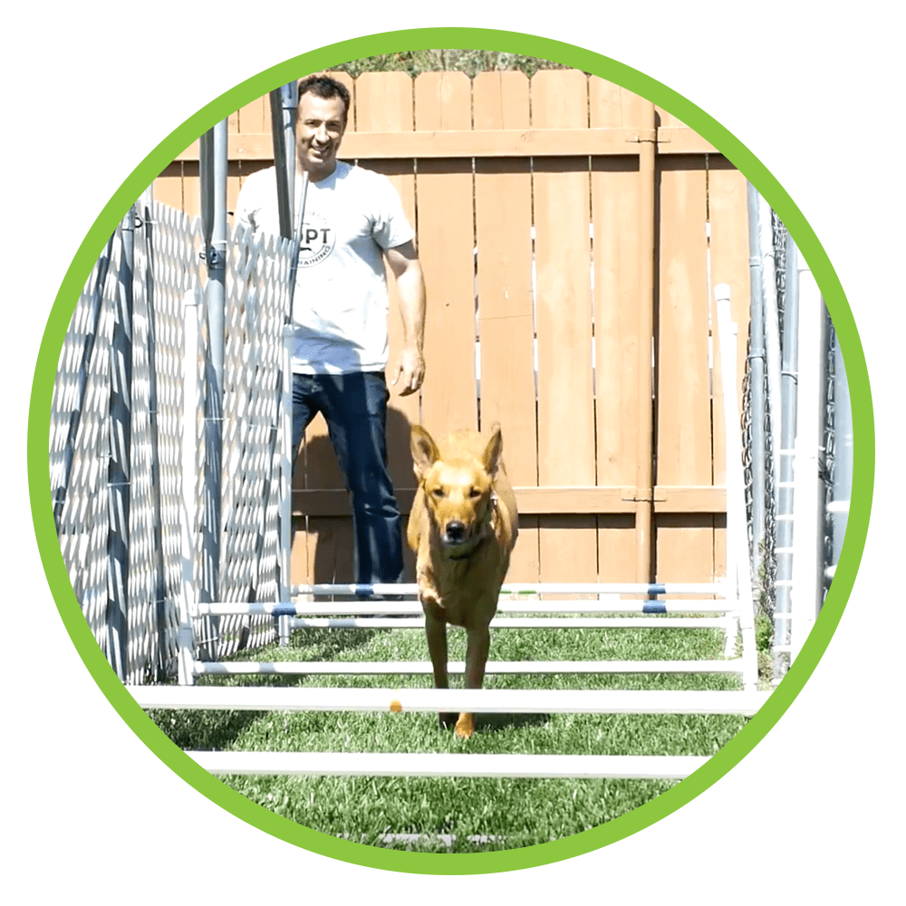 Puppy Boot Camp San Diego Oceanside Dog Training