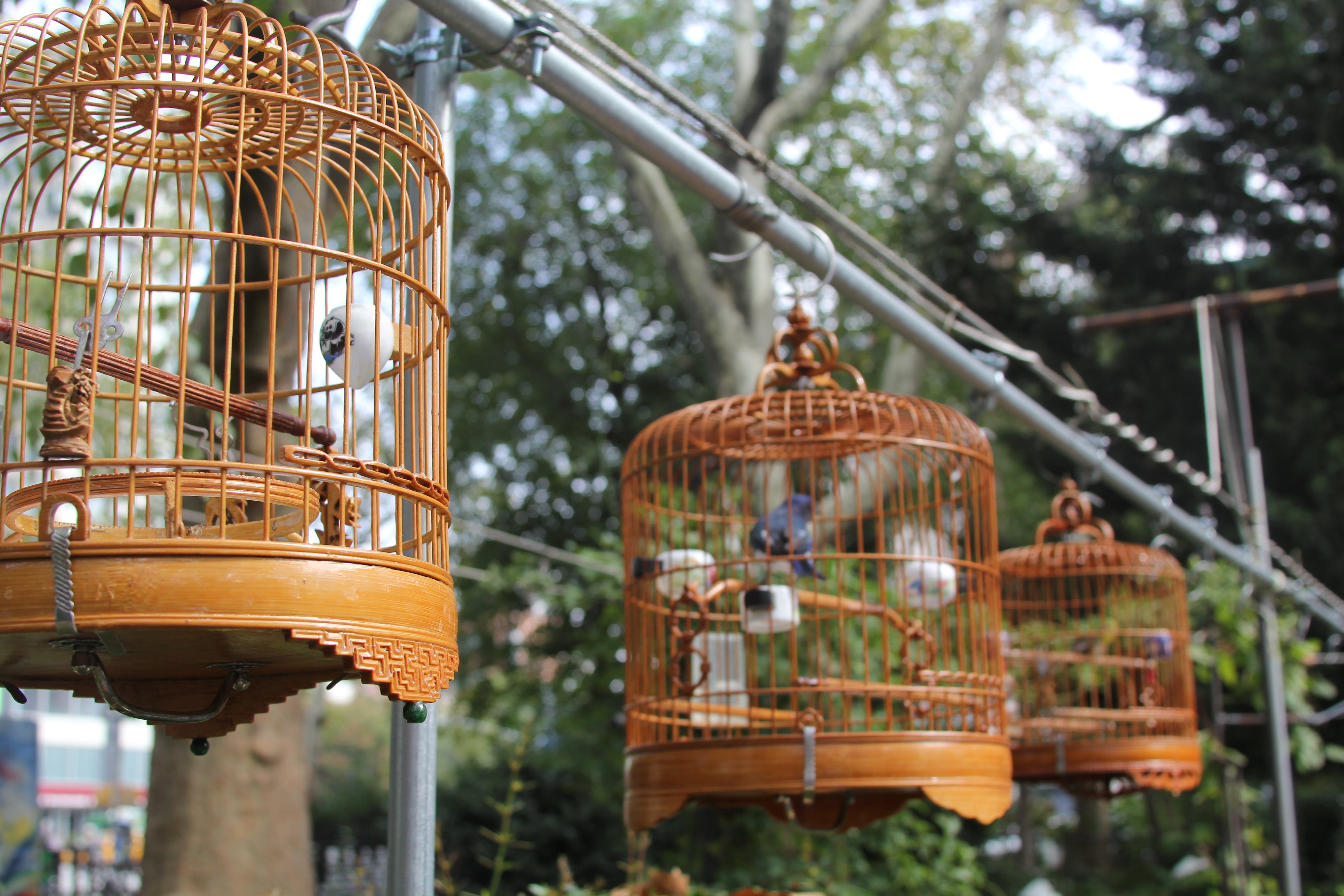The Hua Mei Bird Sanctuary in Sara Roosevelt Park « Sara D. Roosevelt