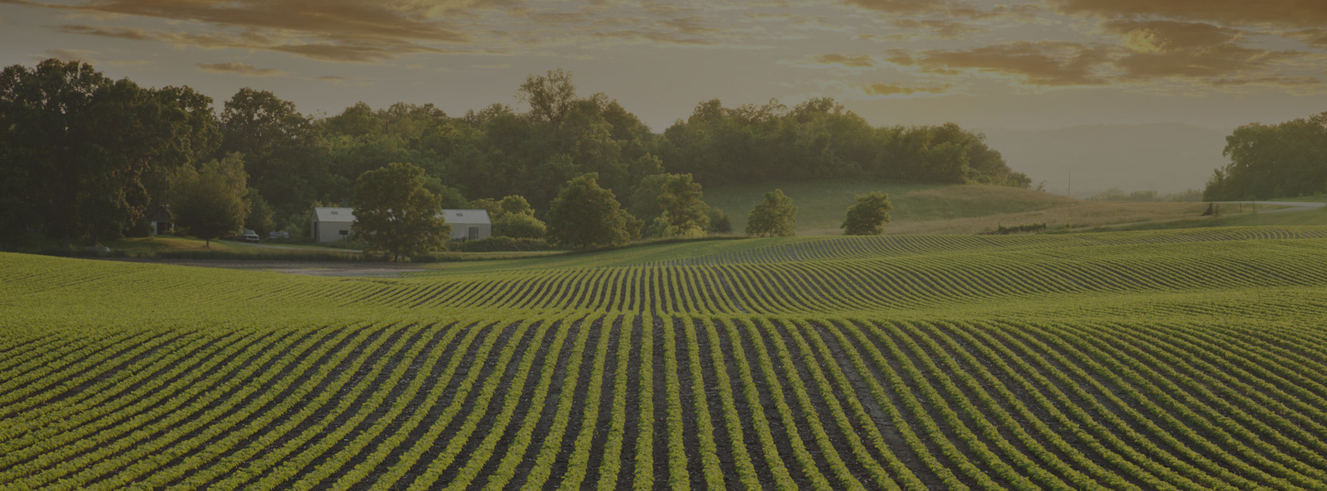 SD Soybean Processors Soybean Pricing