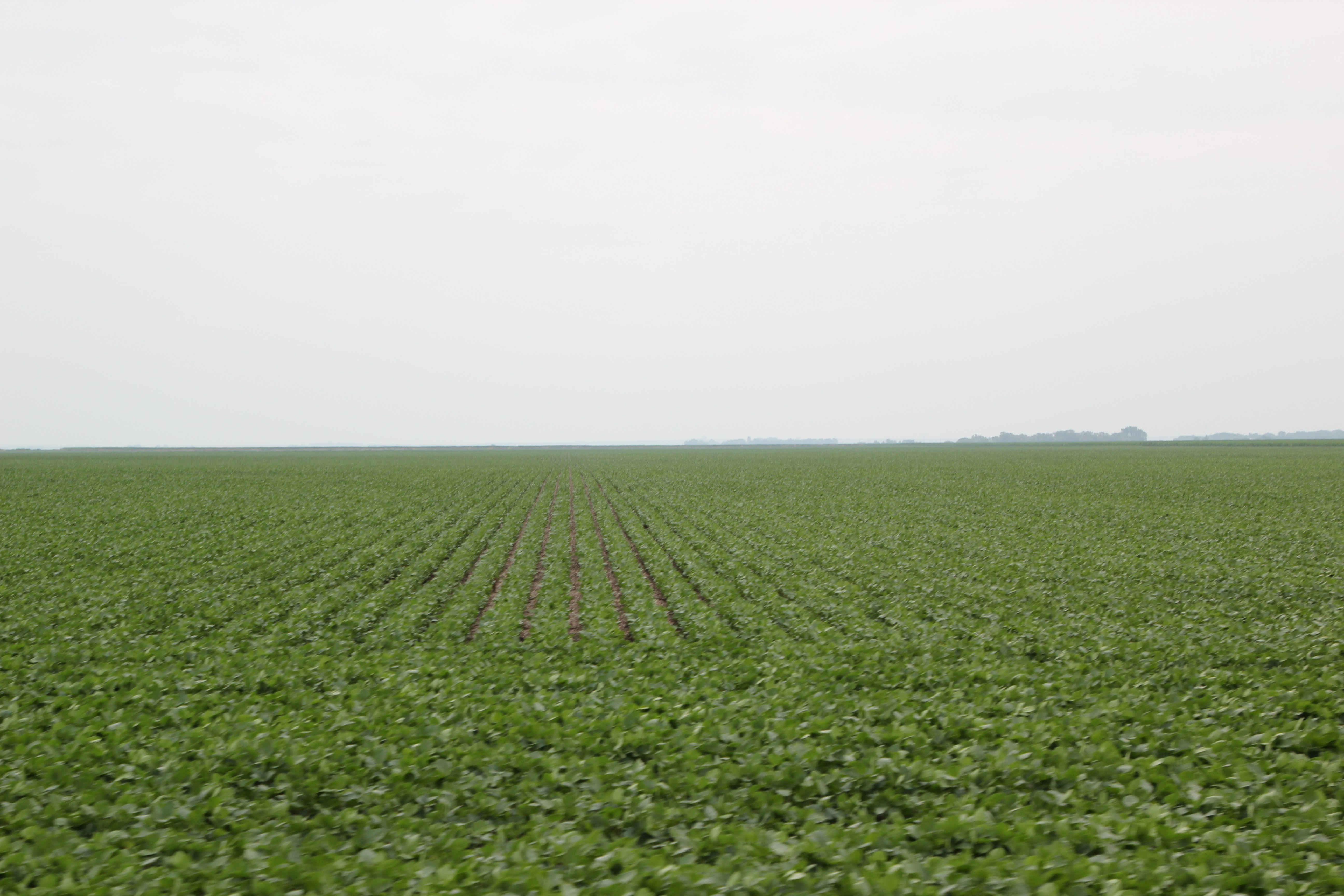 South Dakota Soybean Field Watch Soybean Cupping