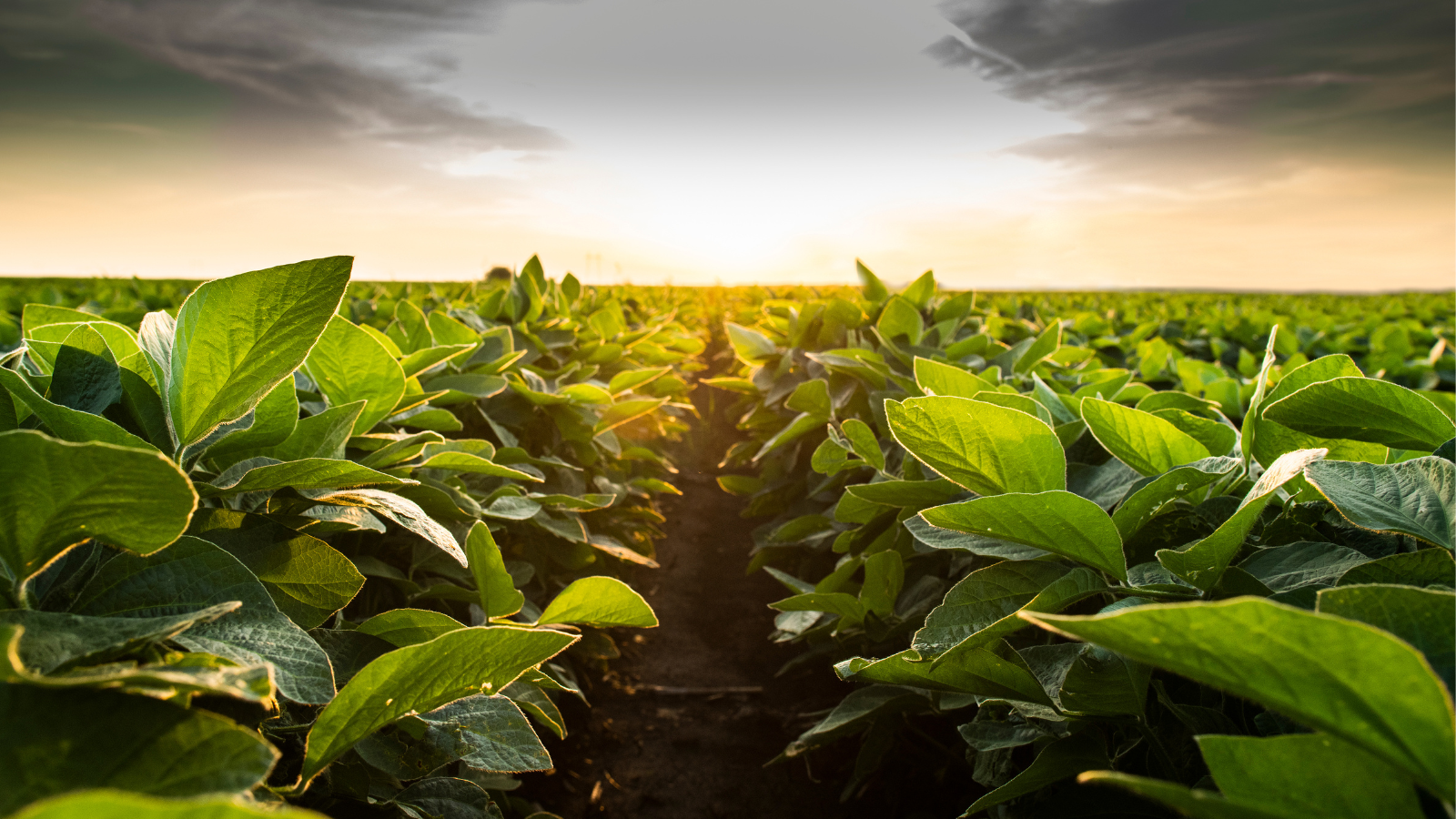 South Dakota Soybean The Soybean Pod