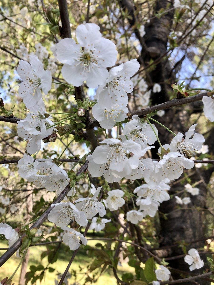 Cee’s Flower of the Day 67 View from the Back