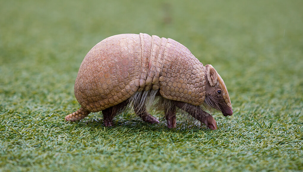 ThreeBanded armadillo San Diego Zoo Wildlife Explorers