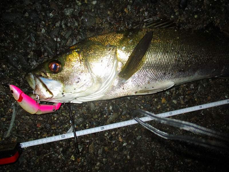 【河口で絶対必須】シーバスのイナッコパターンに釣り方とおススメのルアー シーバスラボラトリー2nd
