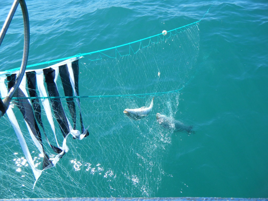 First measures to reduce seabird bycatch in Portugal Seabird Task Force