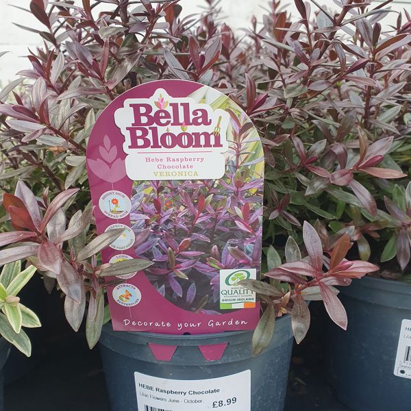 Hebe Raspberry Chocolate Seacoast Garden Centre Limavady