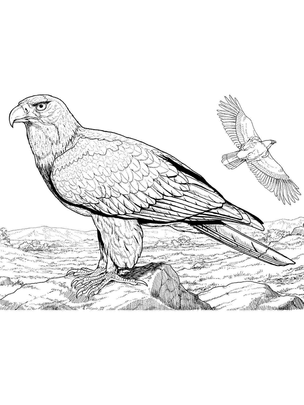 Realistic Bald Eagle coloring page